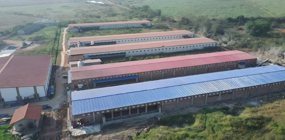 Proyecto 1 millón de capas en Uganda