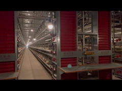 Sistema de jaula de pollo de tipo H de capa totalmente automático resistente a la corrosión