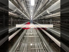 Sistema de jaula de pollo de capas rentables de acero Q235