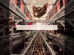 Sistema libre de jaulas de varias capas con plataforma de movimiento suficiente