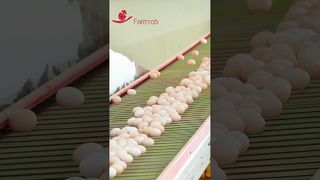 Robo de granja | Sistema estable de recogida de huevos diseñado y producido por Farmrob #poultryfarm #pollo