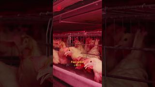 Robo de granja | La vida feliz de las gallinas #granjaavícola #fabricación #