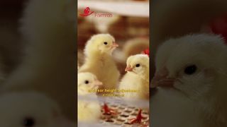 Robo de granja | Sistemas automáticos de alimentación y bebederos para pollitas #granja #fabricación #granjaavícola